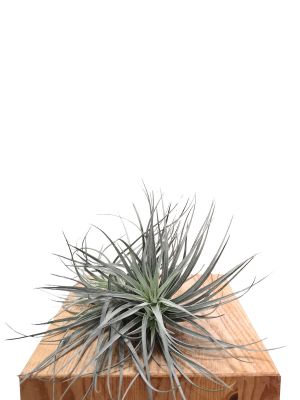 Tillandsia Silver - Gross
